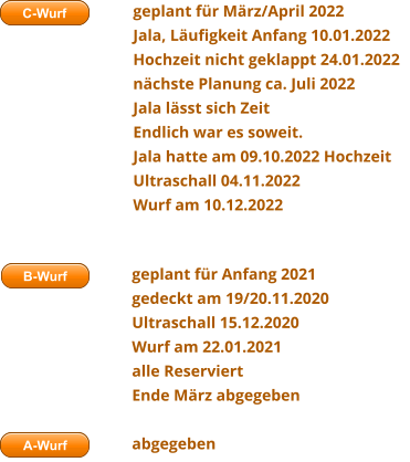 A-Wurf B-Wurf geplant für Anfang 2021gedeckt am 19/20.11.2020 Ultraschall 15.12.2020 Wurf am 22.01.2021 alle Reserviert Ende März abgegeben  abgegeben  C-Wurf geplant für März/April 2022 Jala, Läufigkeit Anfang 10.01.2022 Hochzeit nicht geklappt 24.01.2022 nächste Planung ca. Juli 2022 Jala lässt sich Zeit Endlich war es soweit. Jala hatte am 09.10.2022 Hochzeit Ultraschall 04.11.2022 Wurf am 10.12.2022 A-Wurf B-Wurf C-Wurf